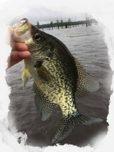 Crappie Fishing Tips and Techniques - Crappie Fishing